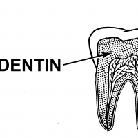 Dentin